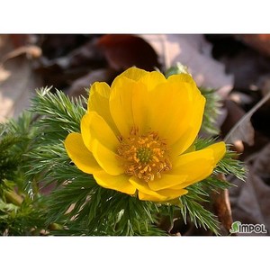 [평창][5포트]복수초(토종), 5개