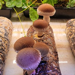 [굿프렌드] 울산 온양 온천수를 머금은 국내산 송화고 버섯 실속형 1kg/500g, 1kg, 1개