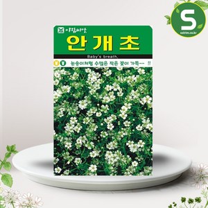 솔림텃밭몰 안개초씨앗 1000립 안개초 꽃씨앗 꽃씨 야생화, 1개