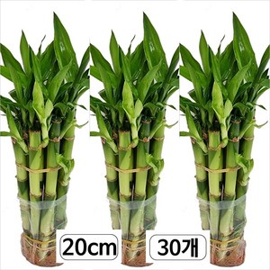 트리앤 1+1+1 개운죽 20cm (30개)  수경식물 미세먼지제거 공기정화식물   직수입 [예약구매] 에어플렌트 수생식물 수경재배  꽃화분