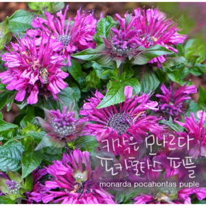 포카혼타스 퍼플 [3포트 복남이네야생화 모종 수레박하 벨가못 비밤 허브 왜성 모나르다], 3개