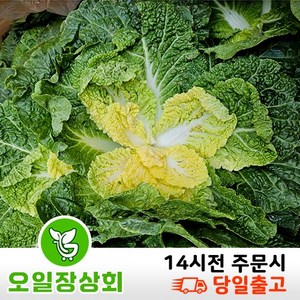 < 오일장농산 >국내산 봄동 배추 1kg 2kg 5kg 8kg내외, 1개, 1kg내외