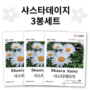 [주주씨앗] 샤스타데이지 씨앗 2000립 3봉세트 꽃씨 꽃씨앗 노지월동 다년생 야생화 봄 가을 파종 작물, 1세트