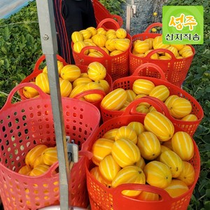 [당도선별] 고당도 성주 꿀 참외, 1박스, 특품 [로얄과] 5kg