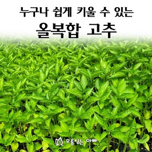 [모종심는아빠] 누구나 키울 수 있는 올복합 고추모종, 모종72개(트레이1판), 1개
