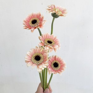 오후의 꽃 미니거베라 피콜리니 5송이 생화 택배 꽃배달 싼곳, 파스텔 피콜리니 5송이, 1개