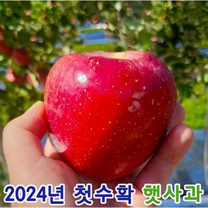 당도보장 꿀이가득 껍질째먹는 안동 청송 가정용 꿀사과, 1개, 3.5kg