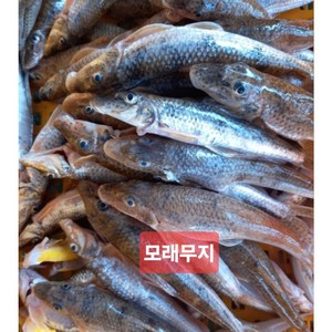 잡고기 1kg 국내산 모래무지 민물 매운탕, 1개