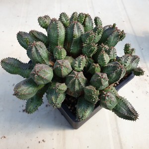 [수암다육] 오베사 군생 랜덤발송 Euphorbia obesa 랜덤발송 다육 다육이 다육식물 241, 1개