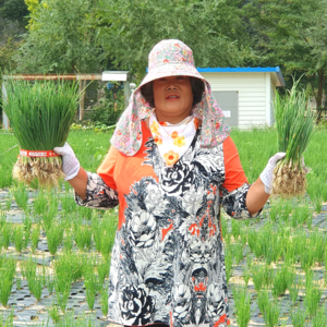 [고랭지 당일수확] 싱싱한 국산 쪽파 1단 산지직송, 1kg, 1세트