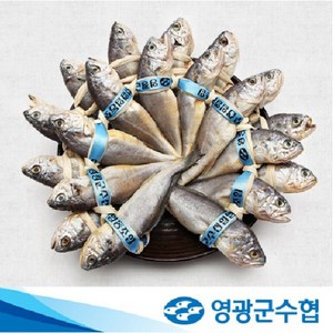 [몸애좋은굴비]영광군수협 엮걸이 참굴비 20미 1.2kg (미당 60g), 1개