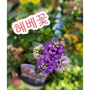 헤베꽃-중/꽃말 영원한 젊음 청춘의 여신, 1개