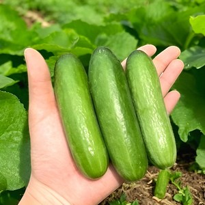 [최상급원물] 재구매율1위 국내산 미니오이 스낵오이, 1박스, 1kg