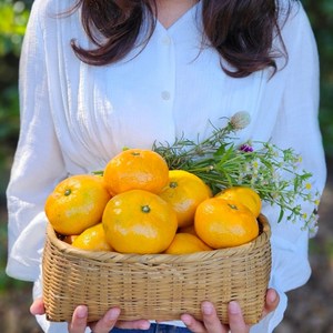 산하홍 당도높은 못난이 귤 프리미엄 타이벡 레드향 효돈감귤 황금향, 1박스, 못난이귤 10kg