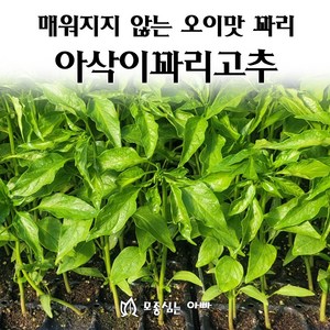 [모종심는아빠] 매워지지 않는 오이맛 꽈리 아삭이꽈리 고추 모종, 모종10개, 1개