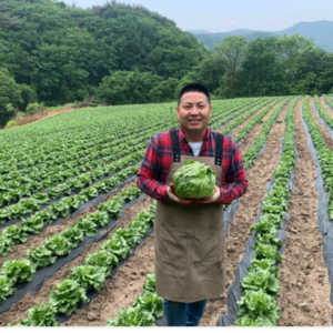 청년야채가게 [아삭] / 진공예냉처리 아삭양상추 / 양상추 벌크 12통, 500g, 12개