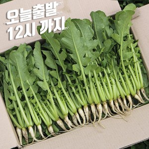 포천 싱싱 어린 열무 2kg 4kg 8kg1개, 어린열무4kg, 1개