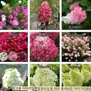 목하원예조경 신품종유럽목수국 (바닐라프레이즈) P9포트묘, 1, 1개
