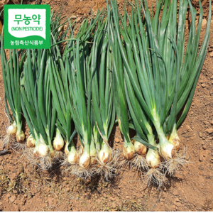 함평 무농약 줄기양파 김치용 산지에서 직송, 1개, 5kg