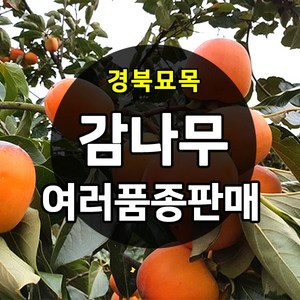 [경북농원] 감나무묘목 접목 묘목 야오끼 대봉 태추단감 차량단감 둥시, 대봉감 접목  상묘, 1개