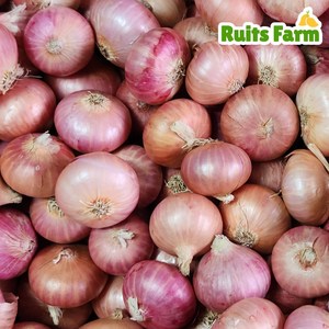 [루츠팜] 미얀마 샬롯 1kg 미얀마샬롯 험댕 미니양파 shallot 모충, 1개