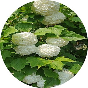 불두화 백당수국 개화주 화목류 정원수 꽃나무, 1개