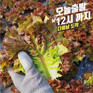 꽃상추500g 한박스 당일포장 농가직송, 500g, 1개, 500g