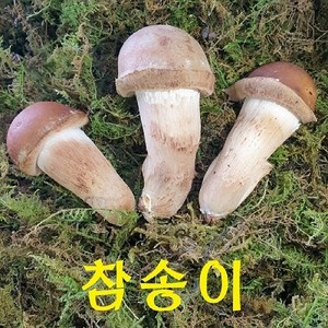 곡성 무농약 참송이버섯 1kg /500g (2시전 주문시 내일도착), 1박스, 가정용 300g