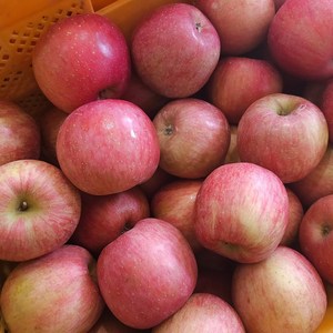 부사 못난이 경북 청송 안동 꿀사과, 1박스, 사과 꼬마 2kg(15과내외)