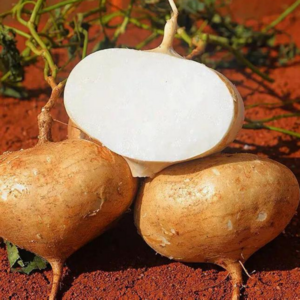[품질보장] 연중구매가능한 베트남직수입 히카마 jicama 멕시코감자, 1세트, 3kg