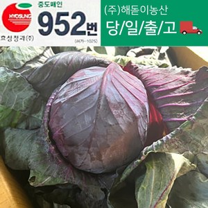 해돋이 농산 국내산 적채 (적양배추) 적색양배추 8kg내외, 8kg 내외, 1개