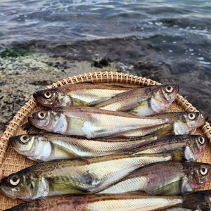 속초 산지 직송 알배기 도루묵 구이 조림 찌개, 10개