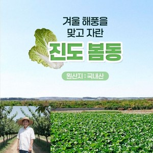 [진도 직배송] 24년 겨울 진도 해풍맞고 자란 봄동 (kg당 3~6입), 1박스, 1kg