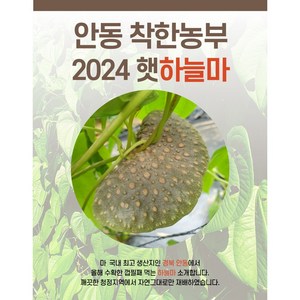 24년 햇하늘마 1키로 중크기(정직을 배달합니다), 1개