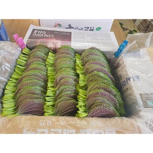 [GAP인증]도레미마켓 밀양깻잎 찹찹이 500g 산지직송 전문농장 당일수확, 깻잎1kg, 1개