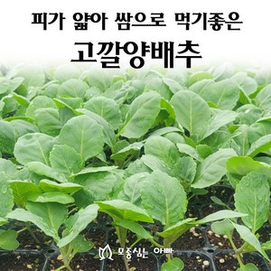 [모종심는아빠] 속이 꽉 차고 피가 얇아 쌈으로 먹기 좋은 고깔양배추 모종, 모종36개, 1개