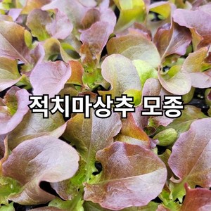 적치마상추 모종 2개 쌈 채소 텃밭, 적치마상추[2개], 1개