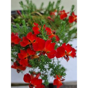 [다온야생화] N5949 초연초 (빨강) (10cm) [랜덤], 1개