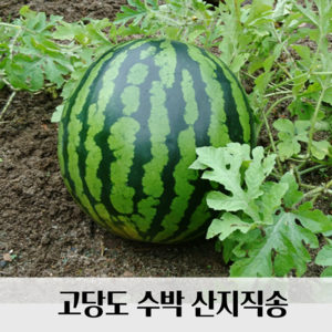 [파격특가] 함안 고당도 수박 하우스수박 산지직송, 1개, 5kg이상
