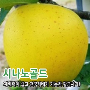 사과나무 묘목 부사 아리수 시나노골드 홍로 고이조라 충청농원, 시나노골드(황금사과) 이중접목묘 중묘