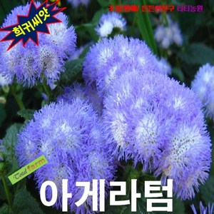 (희귀씨앗) 아게라텀 (풀솜꽃) 블루 15립, 1세트