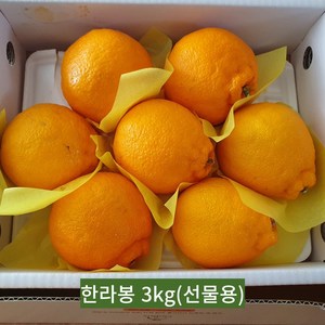 [국대과일촌] 제주 고당도 한라봉 명품 선물세트 가정용 벌크포장 3KG 5KG, 선물용, 1박스, 3kg 중과(11~16과)