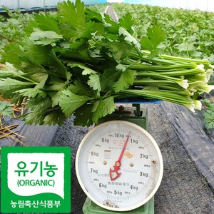 산지직송 국내산 유기농 셀러리 샐러리, 1박스, 500g