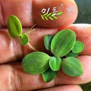 [미초] 피시티아 SP 수초 5뿌리 & 10뿌리 / 부상 수초 / 치어수초 / 레이아웃 / 어항 수초, 10개