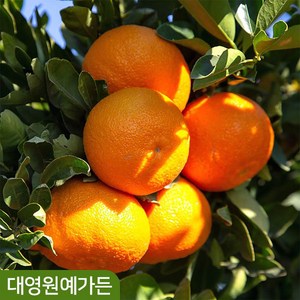 귤나무 레몬나무 결실주 실내공기정화 과일나무, 02. 한라봉 결실주, 1개