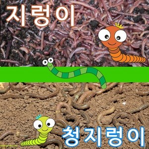 어벙이낚시 일반지렁이 청지렁이(16시전 당일발송), 민트지렁이, 1개