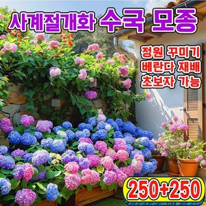 [업그레이드된 씨앗!!!] 수국 모종 사계절 개화 수국꽃 씨앗 봄파종 꽃씨앗 가든플라워, 500개