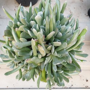[수암다육] 세네시오스푼 랜덤발송 Senecio Scaposus va. Addoensis 다육 다육이 다육식물 반려식물 국민다육, 1개