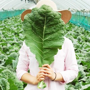 FRESH 새벽에 수확한 국내산 유기농 무농약 케일 신선초 샐러리 생 파슬리 유기농케일 3kg 1개