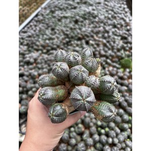 (랜덤상품 - 11번) 몬스터오베사 다육이 다육식물 자연군생 묵은둥이 - ﻿Euphorbia pseudoglobosa, 1개